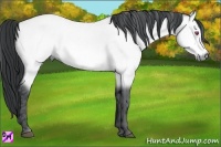 Horse Color:Bay Chinchilla Brindle