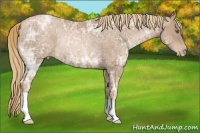 Horse Color:Liver Chestnut Ice Pearl Rabicano 