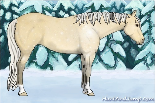 Horse Color:Silver Buckskin 