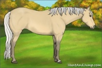 Horse Color:Silver Buckskin 