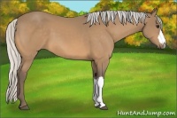 Horse Color:Silver Buckskin 