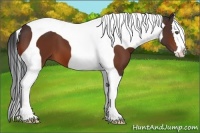 Horse Color:Bay Splash Tobiano