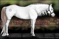 Horse Color:Brown Dun Appaloosa 