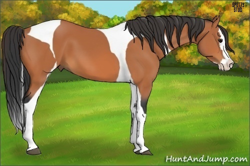 Horse Color:Bay Splash Tobiano