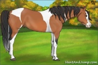 Horse Color:Bay Splash Tobiano