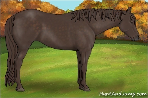 Horse Color:Liver Chestnut Rabicano 