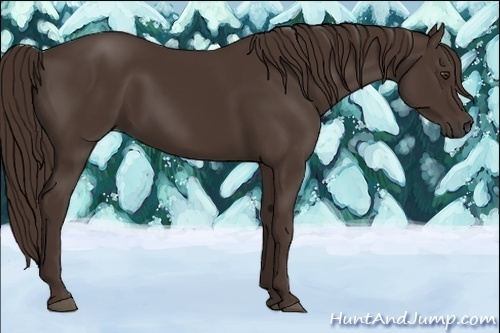 Horse Color:Liver Chestnut Rabicano 