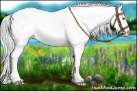 Horse Color:Bay Chinchilla Varnish 