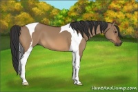 Horse Color:Bay Dun Tobiano