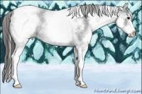 Horse Color:White Spotted Black Tobiano Appaloosa 