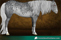 Horse Color:Silver Black Chinchilla 