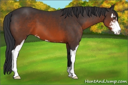 Horse Color:Brown Sabino
