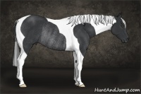 Horse Color:Black Tobiano Rabicano