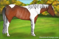 Horse Color:Brown Tobiano Rabicano