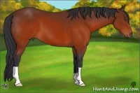 Horse Color:Brown 