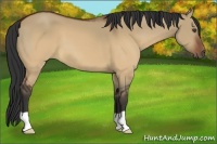 Horse Color:Brown Dun 