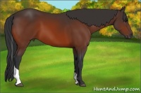 Horse Color:Bay Tobiano 