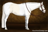 Horse Color:Perlino Dun Tobiano 
