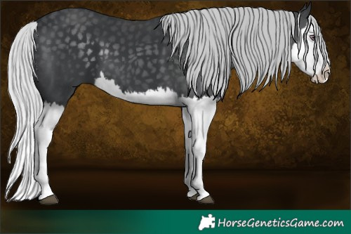 Horse Color:Silver Black Chinchilla Splash