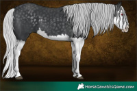 Horse Color:Silver Black Chinchilla Splash 