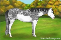Horse Color:Black Ice Sabino Splash 