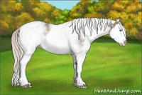 Horse Color:White Spotted Silver Black Splash
