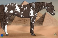 Horse Color:White Spotted Liver Chestnut 