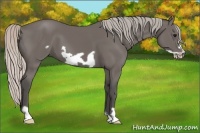 Horse Color:Silver Black Frame 