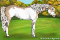 Horse Color:Silver Bay Splash Frame