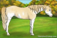 Horse Color:Gold Champagne Splash 