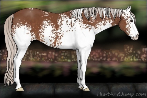 Horse Color:White Spotted Silver Bay 