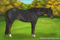 Horse Color:Liver Chestnut 