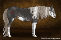 Horse Color:Liver Chestnut Sabino 