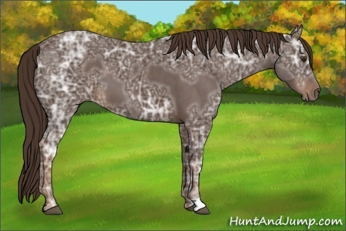 Horse Color:Liver Chestnut Ice 