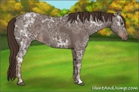 Horse Color:Liver Chestnut Ice 