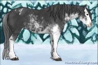 Horse Color:Black Sabino Splash Appaloosa