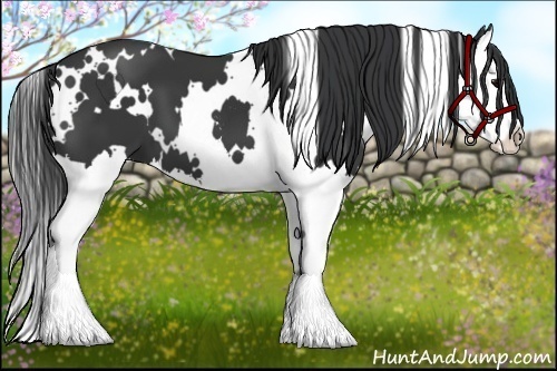 Horse Color:White Spotted Black Sabino Splash