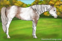 Horse Color:White Spotted Silver Brown Roan