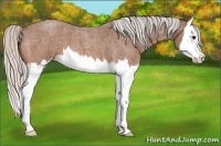 Horse Color:Silver Bay Roan Splash 
