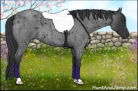 Horse Color:Blue Roan 