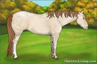 Horse Color:Red Dun Ice Pearl 