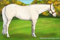 Horse Color:Silver Buckskin Pearl Rabicano 