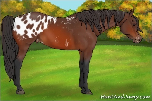 Horse Color:Bay Appaloosa 
