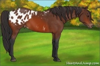Horse Color:Bay Appaloosa 