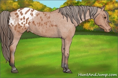 Horse Color:Bay Appaloosa 
