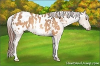 Horse Color:White Spotted Sable Champagne Appaloosa Rabicano