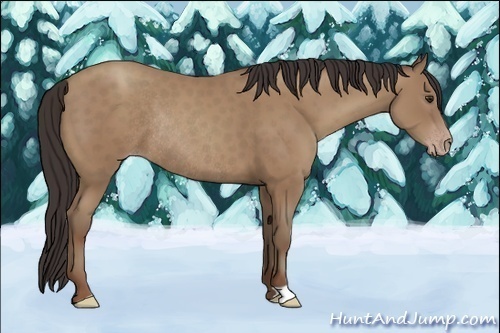 Horse Color:Classic Champagne Rabicano