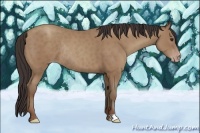Horse Color:Classic Champagne Rabicano