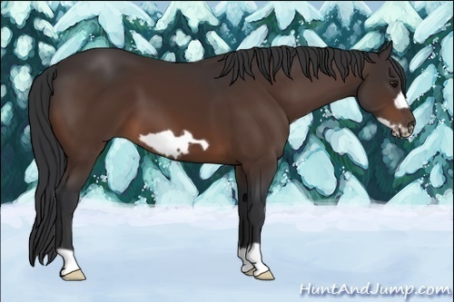 Horse Color:Bay Frame 