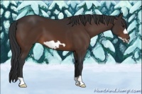 Horse Color:Bay Frame